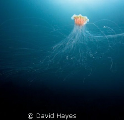 Lion's Main Jellyfish photographed in November while divi... by David Hayes 